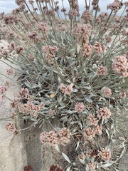 Eriogonum pauciflorum