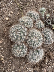 Pediocactus simpsonii