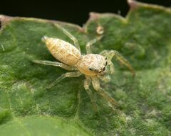 Hentzia