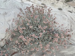Eriogonum pauciflorum