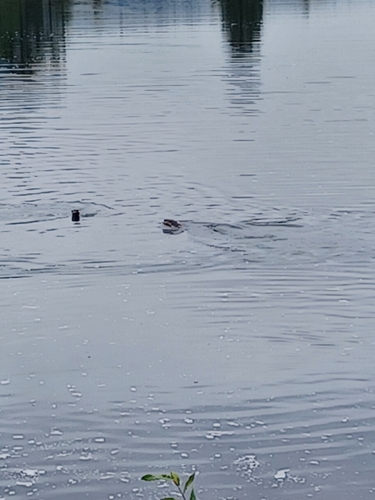 North American River Otter photographed in Montana