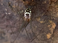 Neriene radiata