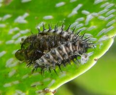 Chilocorus renipustulatus