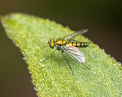 Condylostylus caudatus