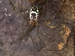 Neriene radiata