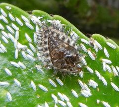 Chilocorus renipustulatus