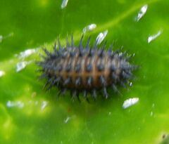 Chilocorus renipustulatus