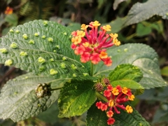 Lantana horrida