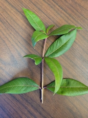 Decodon verticillatus