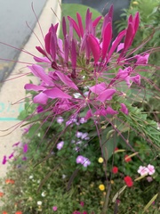 Cleome
