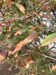 Euonymus atropurpureus