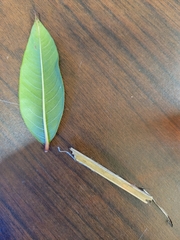 Decodon verticillatus