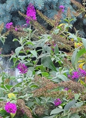 Buddleja davidii