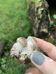 Armillaria mellea