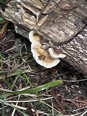 Trametes elegans