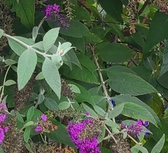 Buddleja davidii