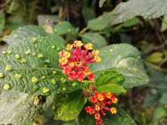 Lantana horrida
