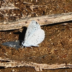 Celastrina echo