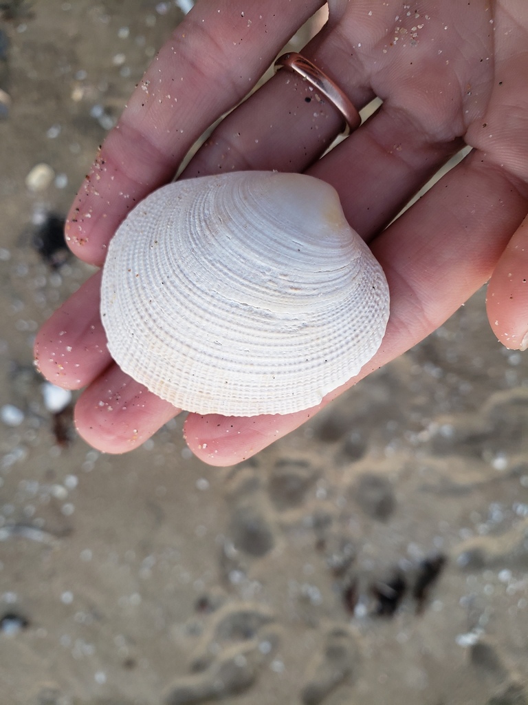 Rough-sided Littleneck Clam