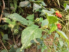 Lantana horrida