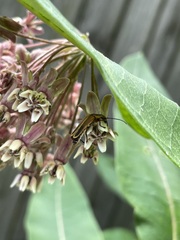 Chauliognathus marginatus