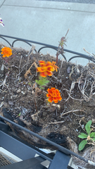 Tagetes lunulata