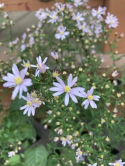 Symphyotrichum