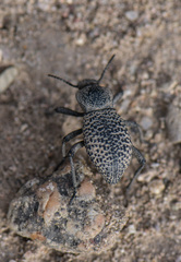 Cryptoglossa variolosa