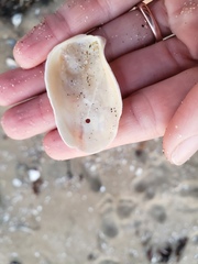 Ostreidae