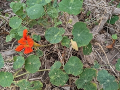 Tropaeolum