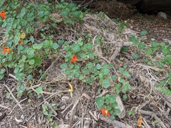 Tropaeolum