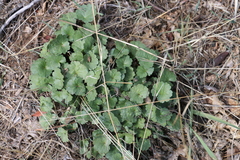 Sidalcea sparsifolia