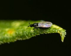 Swammerdamella