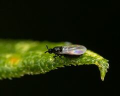 Swammerdamella