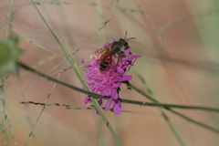 Andrena hattorfiana