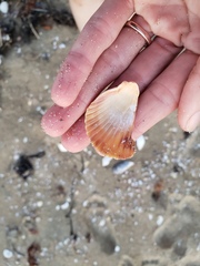 Argopecten ventricosus