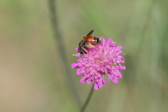 Andrena hattorfiana