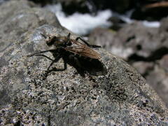 Cyrtopogon
