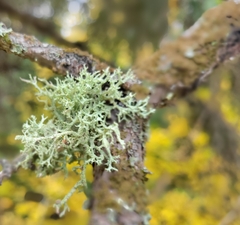 Evernia