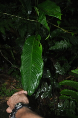 Spathiphyllum