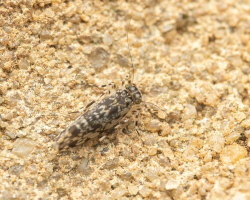 Japanese Barklouse photo 4