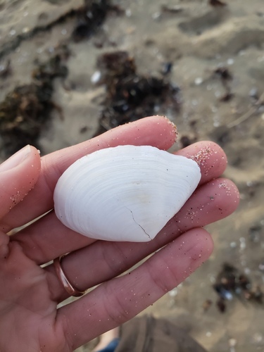 Indented Macoma