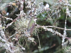 Elliotomyia chionogaster