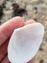 Rexithaerus indentata