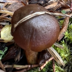 Suillus brevipes