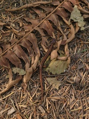 Plethodon vehiculum
