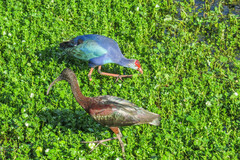 Porphyrio poliocephalus