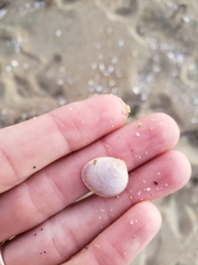 Laevicardium substriatum