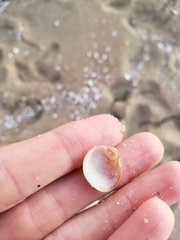 Laevicardium substriatum