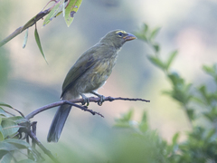 Saltator striatipectus